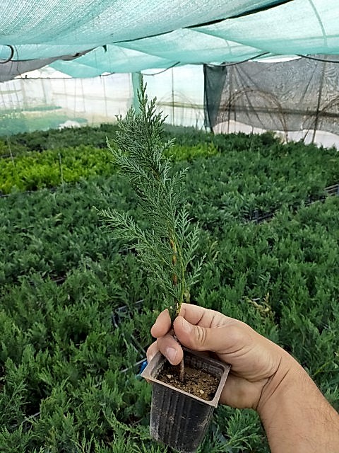 1 Yaş Aşılı Leylandi Fidanı