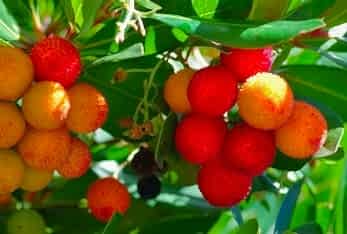 1 Yaş Dağ Çileği Fidanı -60 Cm