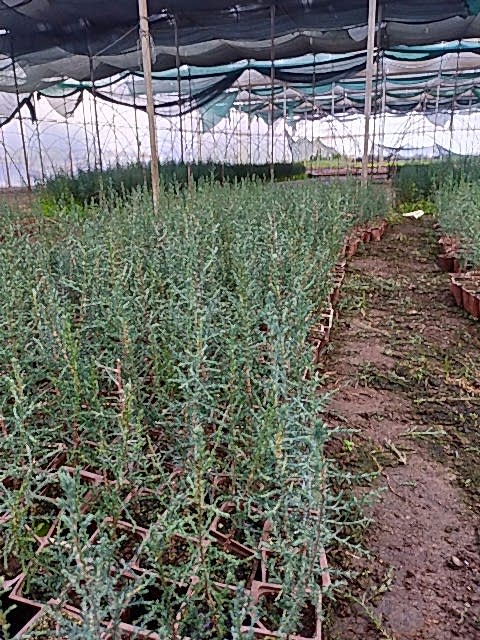 1 Yaş Kara Selvi (mezarlık Selvi Fidanı) Fidanı