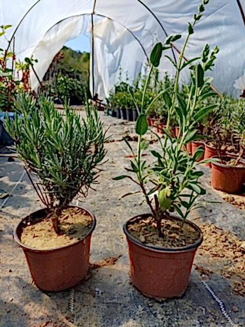 10 'lu Adaçayı-lavanta Fidanı Paketi