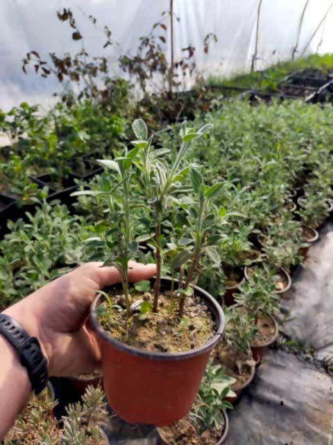 10 'lu Adaçayı Paketi