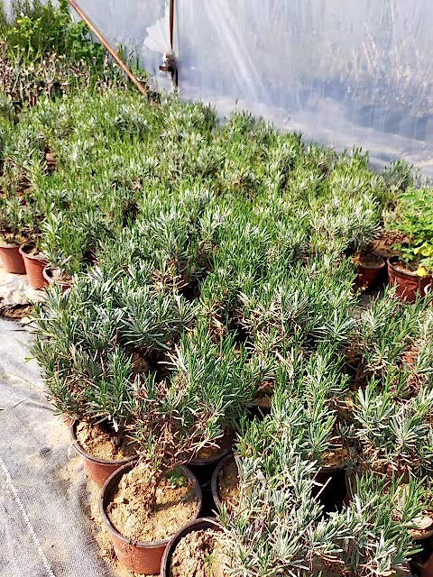 10 'lu Lavanta Bitkisi Paketi