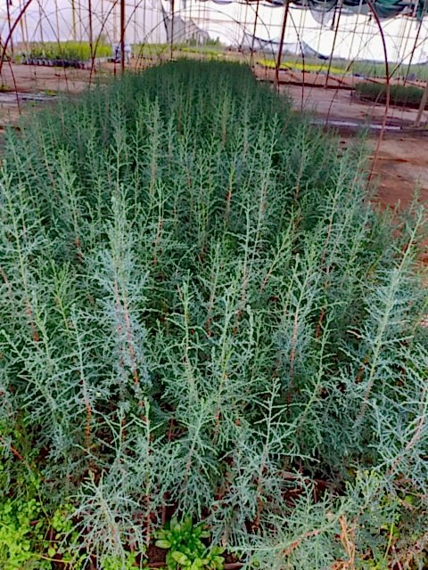 10'lu Kara Selvi(mezarlık Selvisi ) Fidan Paketi