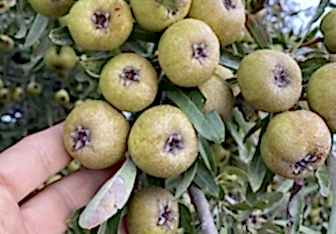 2 Yaş Ahlat( Dağ Armut) Fidanı-100-120 Cm