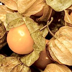 2 Yaş Altın Çilek Fidesi