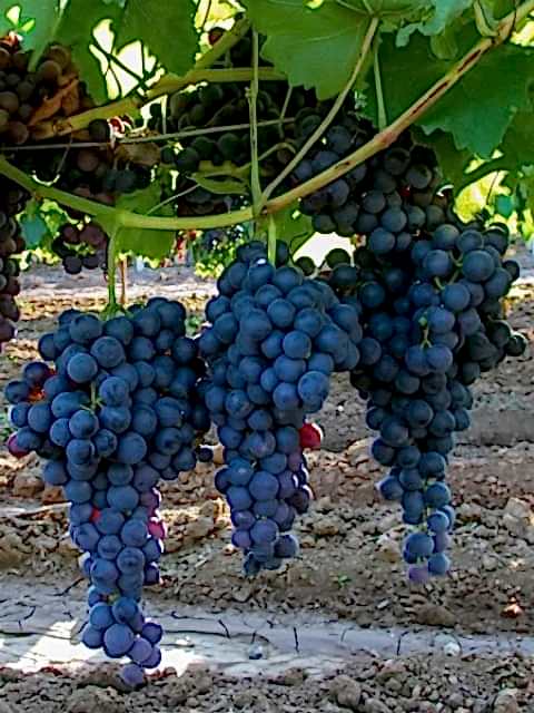 2 Yaş Alphonse Lavella Üzmüm Fidanı