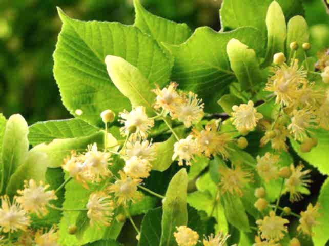 2 Yaş Ihlamur Fidanı