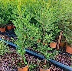 2 Yaş Aşılı Leylandi Fidanı