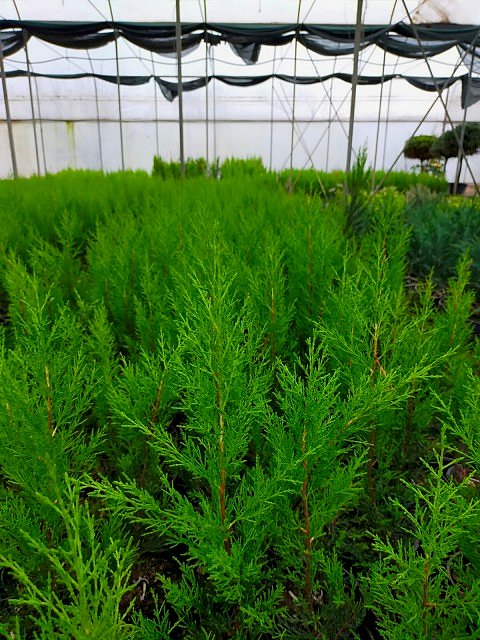 2 Yaş Aşılı Limon Selvi Fidanı