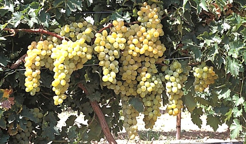 2 Yaş Ata Sarısı Üzüm Fidanı