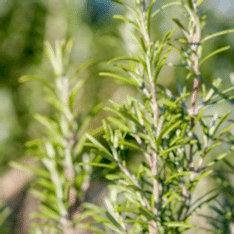 2 Yaş Biberiye Fidesi