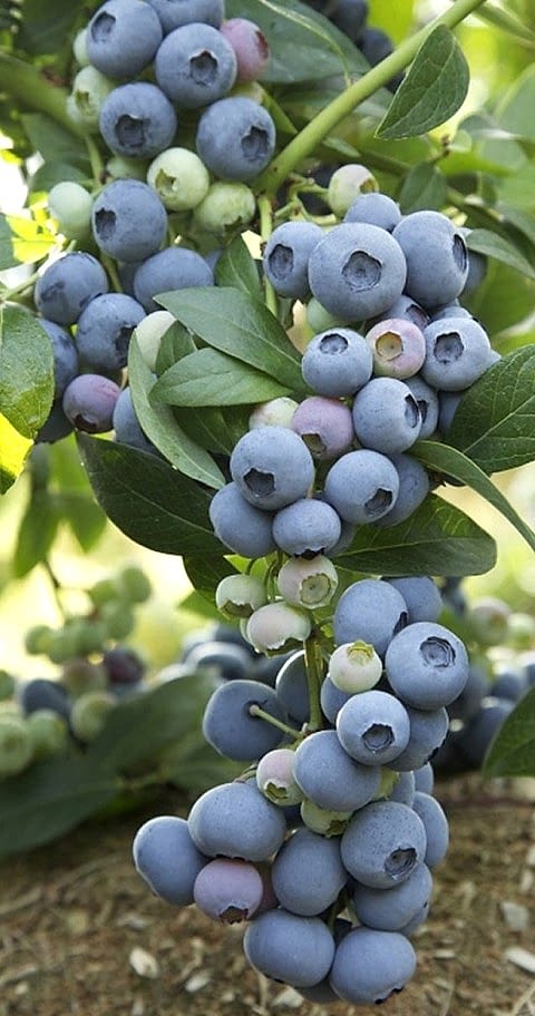 3 Yaş Duke  Yaban Mersini Fidanı