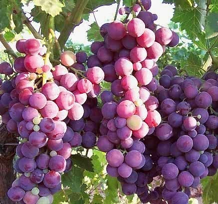 2 Yaş Cardınal Üzüm Fidanı