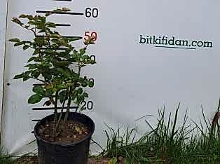 2 Yaş Cherry Girll (kırmızı) İthal Gül Fidanı