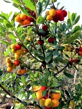 2 Yaş Dağ çileği (kocayemiş) Fidanı