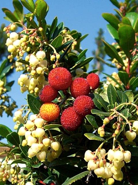 2 Yaş Dağ çileği (kocayemiş) Fidanı