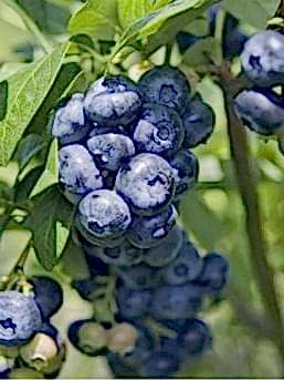 3 Yaş Denise Blue Yaban Mersini Fidanı