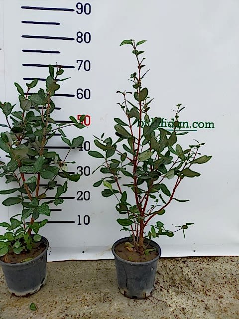 2 Yaş Feijoa(kaymak Ağacı) Meyve Fidanı 2 Adet