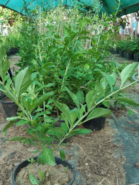 2 Yaş Goji Berry (kurt Üzümü)