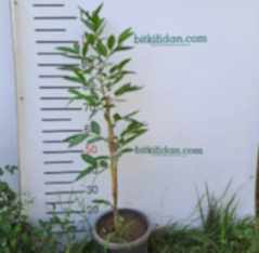 2 Yaş Guava Fidanı