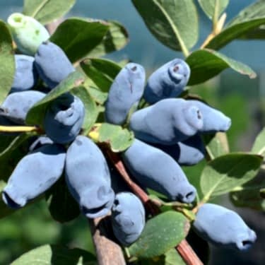 2 Yaş Honey Berry - Bal Yemişi Fidanı