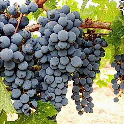 2 Yaş Antep Karası Üzüm Fidanı