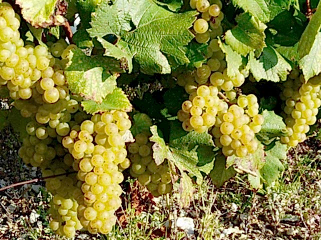 2 Yaş İtalya Kokulu Misket Üzüm Fidanı