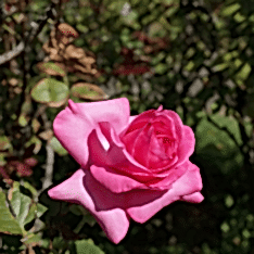 2 Yaş İthal Esmeralda Gül Fidanı