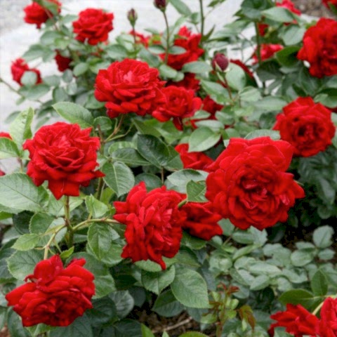 2 Yaş İthal Jugendliebe Gül Fidanı