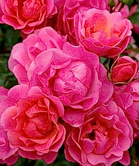 2 Yaş İthal Maxi Vita Gül Fidanı (pembe)