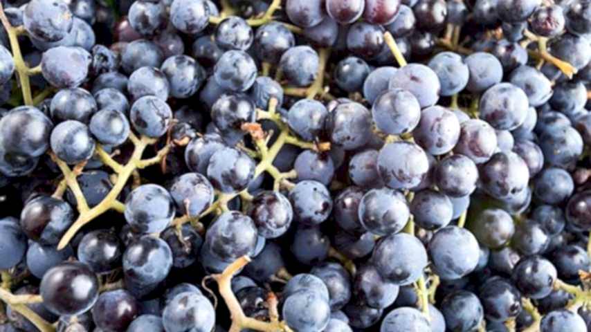 2 Yaş Kokulu Laz Üzümü Fidan