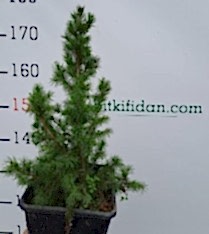 2 Yaş Konik Ladin Fidanı (bodur Ladin)