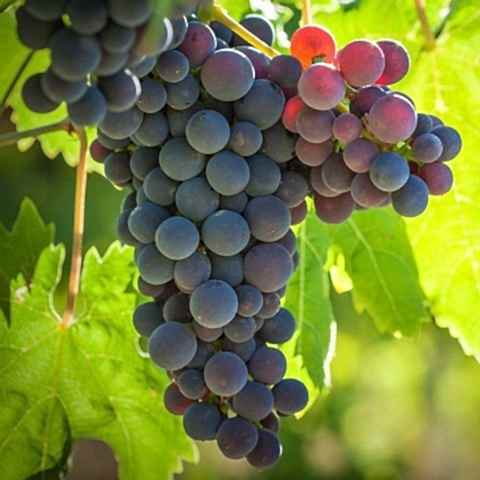 2 Yaş Mıchale Palıerı Üzüm Fidanı