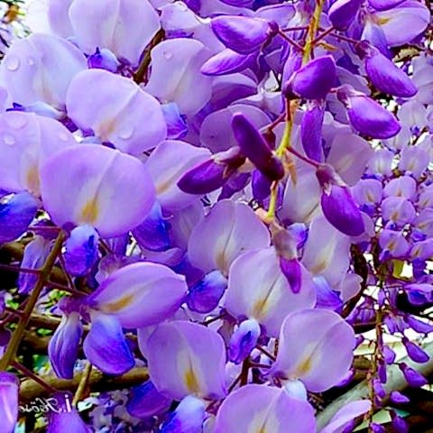 2 Yaş Mor Salkım Fidanı