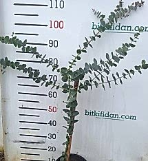 2 Yaş Okaliptus (sıtma Ağacı) 100-120 Cm