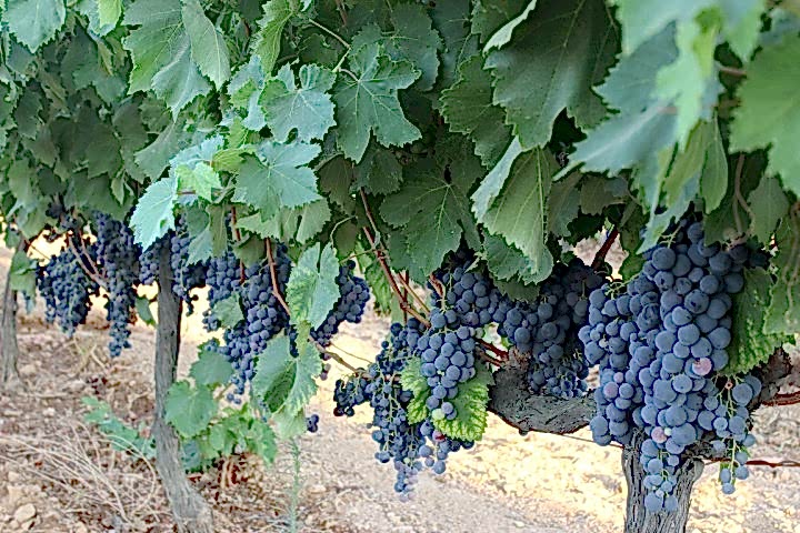 2 Yaş Öküzgözü Üzüm Fidanı