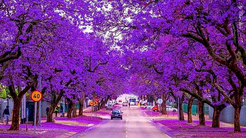 2 Yaş Pavlonya-çin Kavağı Fidanı