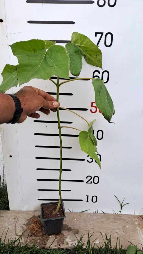 2 Yaş Pavlonya-çin Kavağı Fidanı