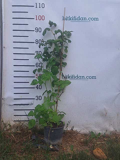 2 Yaş Sarı Ahududu (poranna Rosa)