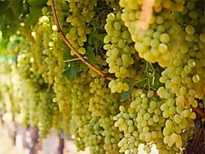 2 Yaş Sultaniye Çekirdeksiz Üzüm Fidanı