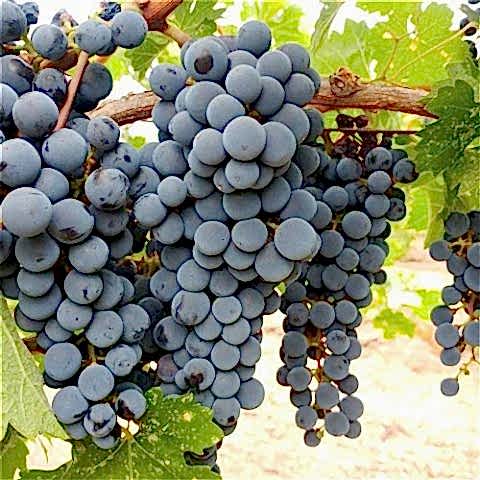 2 Yaş Trakya İlkeren Üzüm Fidanı