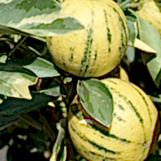 3 Yaş Alaca Limon Fidanı