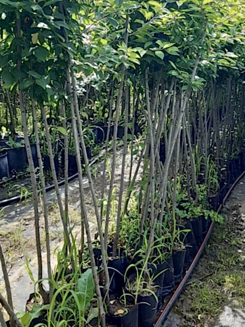 3 Yaş Aşılı Angelino Erik Fidanı