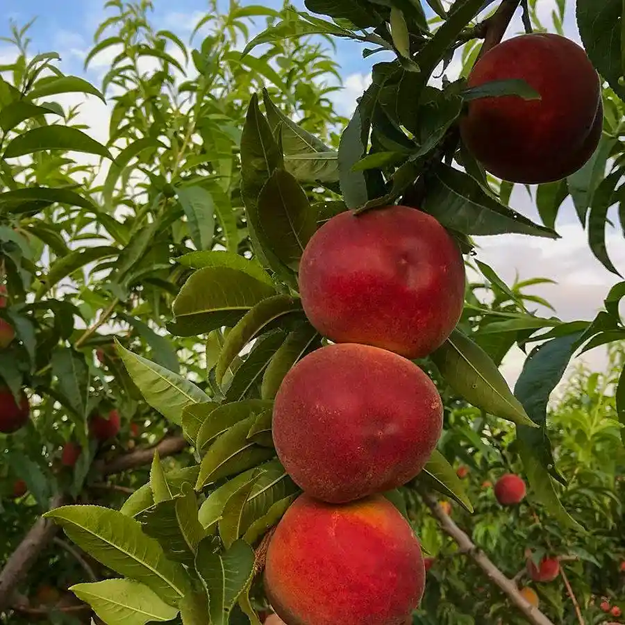 3 Yaş Aşılı Carselet Şeftali Fidanı