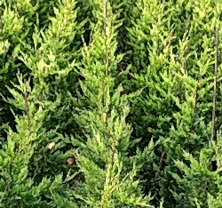 3 Yaş Aşılı Leylandi Çam Fidanı