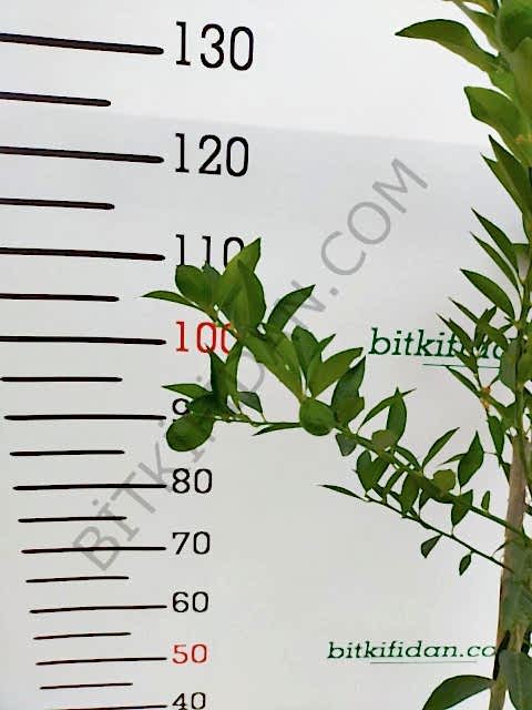 3 Yaş Aşılı Limequat Fidanı
