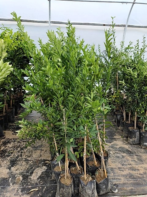 3 Yaş Aşılı Limequat Fidanı