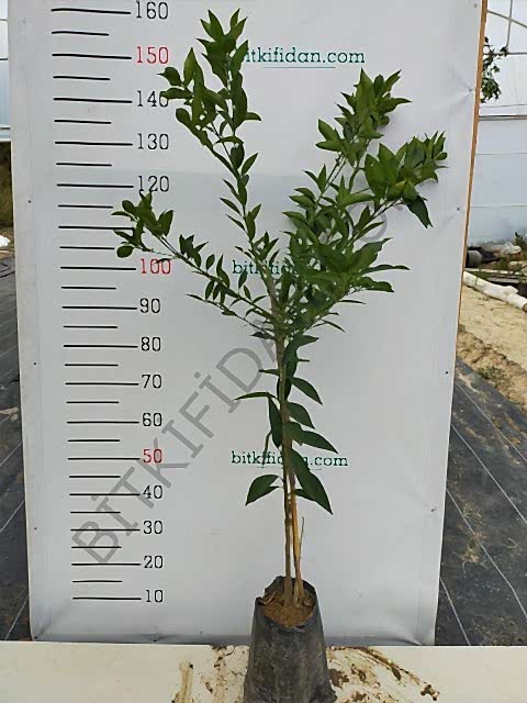 3 Yaş Aşılı Limequat Fidanı