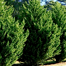 3 Yaş Aşılı Limon Selvi Fidanı (150 Cm+)