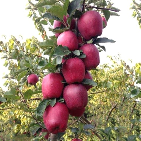 3 Yaş Aşılı Red Chief Elma